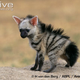 Illustration for article titled Wednesday Hyena - Proteles cristata Edition